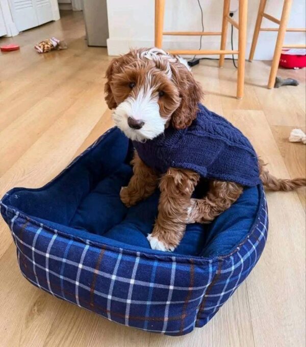 Meet Lex, the Handsome 10-Week-Old Goldendoodle Boy!