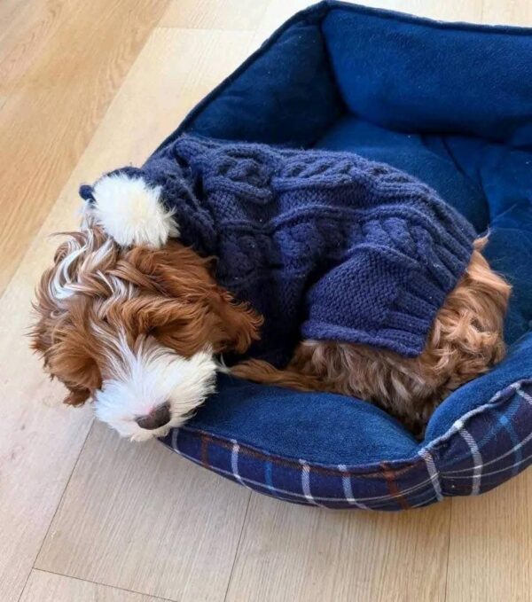 Meet Lex, the Handsome 10-Week-Old Goldendoodle Boy! - Image 2