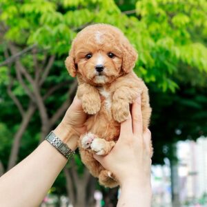 Parti Goldendoodle Puppy Lexi