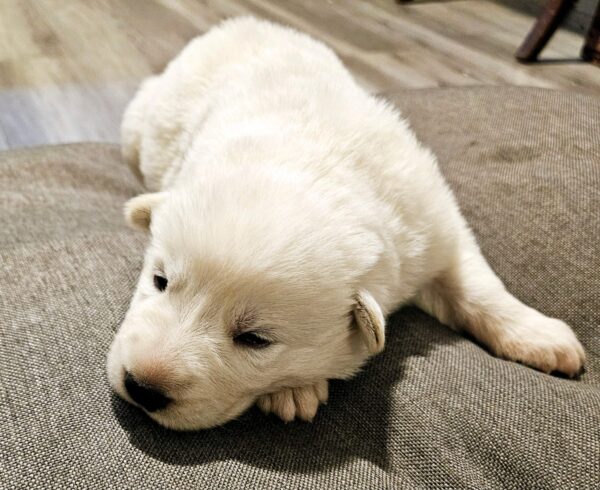 Pure Breed White German Shepherd puppy - Image 2