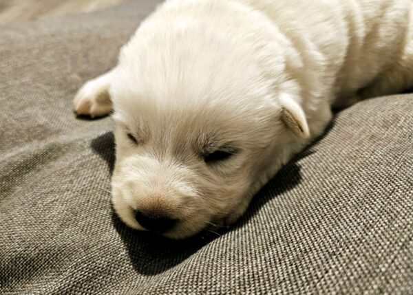 Pure Breed White German Shepherd puppy - Image 3