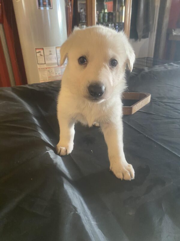 Pure Breed White German Shepherd puppy - Image 11