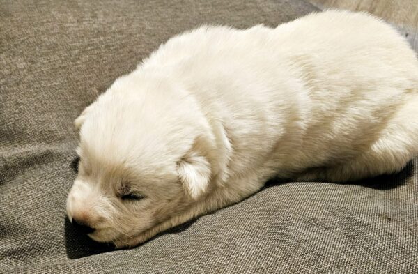 Pure Breed White German Shepherd puppy - Image 4