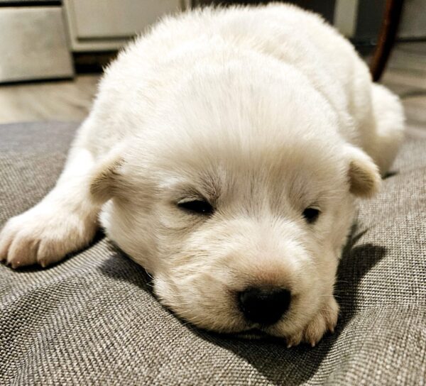 Pure Breed White German Shepherd puppy - Image 5