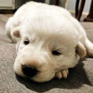 Pure Breed White German Shepherd puppy