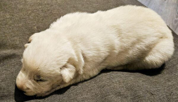 Pure Breed White German Shepherd puppy - Image 7